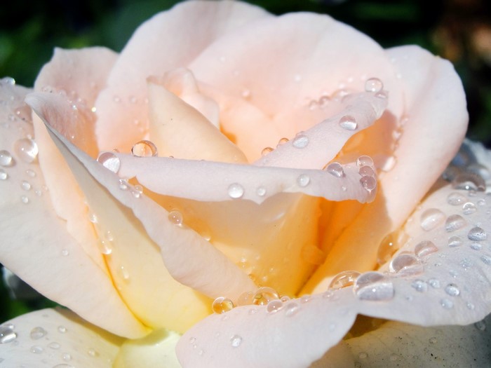 Close-up of a peach rose with water droplets