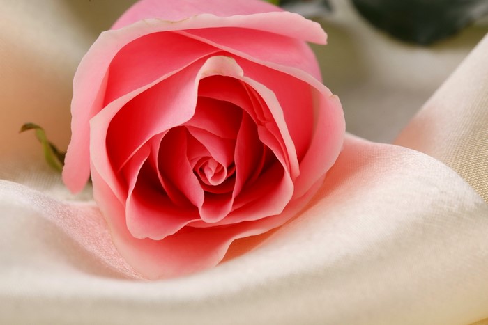 Pink rose on cream fabric