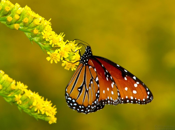 Queen butterfly on yellow flowers
