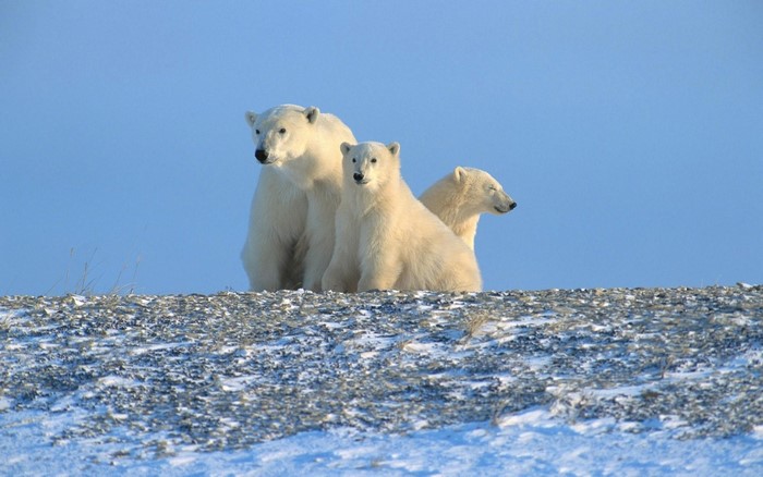 Three polar bears on a snowy hill