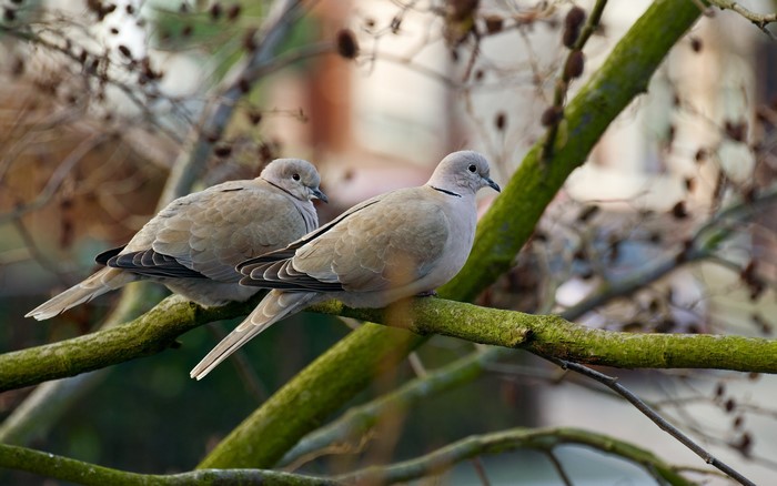 Two Eurasian Collared-Doves perched on a mossy branch