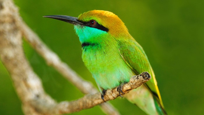 Green Bee-eater bird perched on a branch