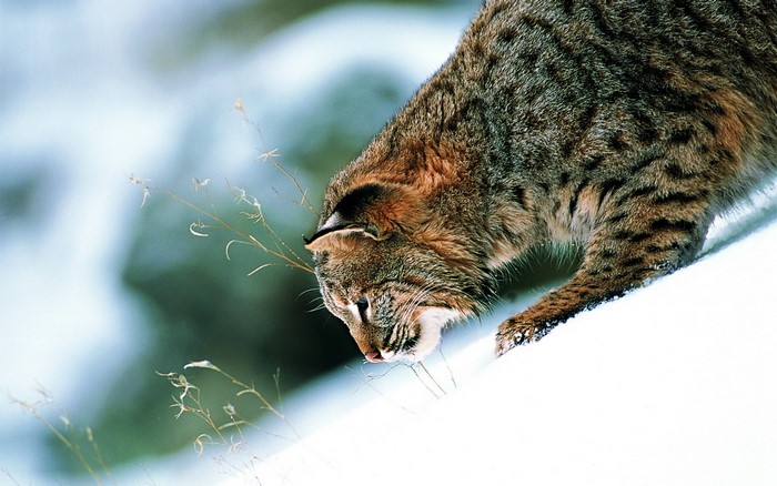 Bobcat in the snow