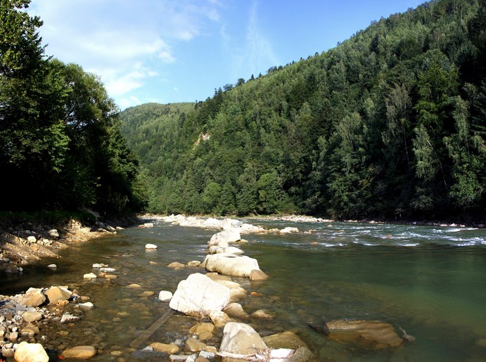 River flowing through a forest with mountains