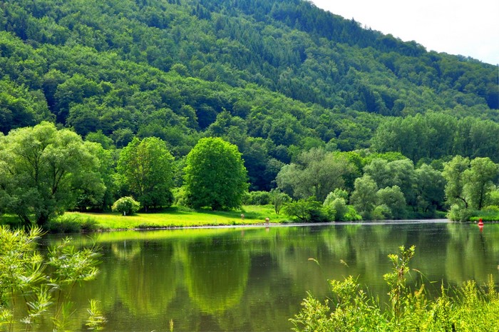 River flowing through a lush green forest