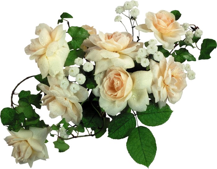 Cream roses with ivy and baby's breath
