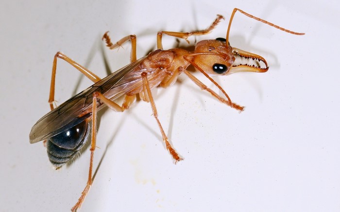 Close-up of a winged ant with large mandibles