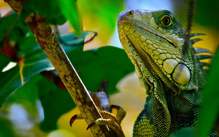 Green iguana perched on a tree branch