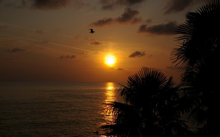 Sunset over the ocean with palm trees and a bird
