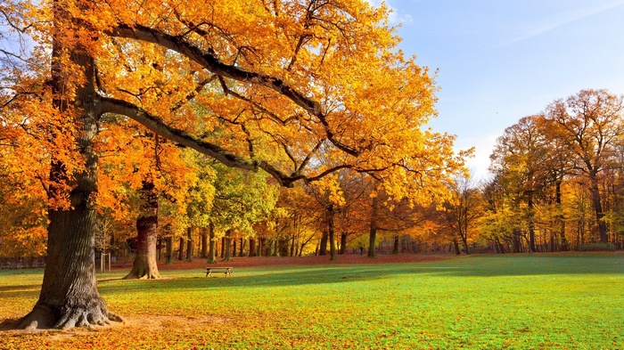 Autumn park with large oak tree and bench