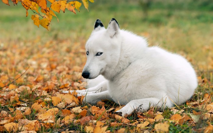 White Husky dog lying on autumn leaves