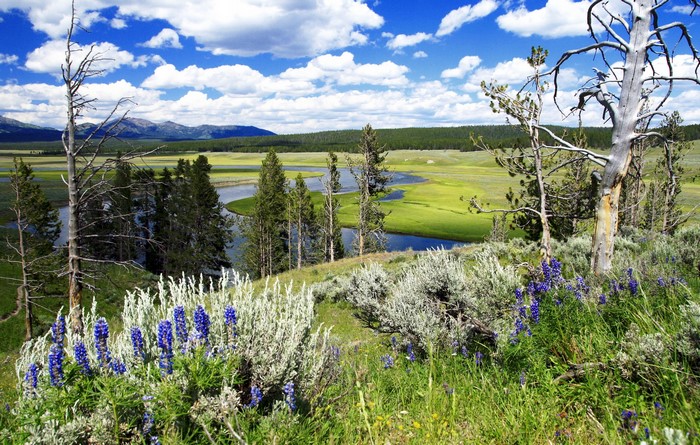 Yellowstone National Park Landscape with River and Mountains