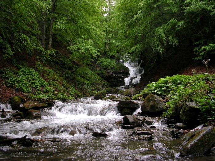 Waterfall in a lush green forest