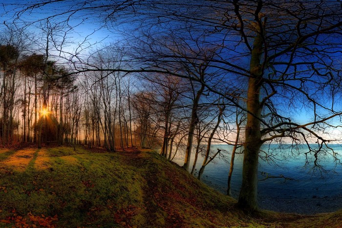 Bare trees by the sea at sunset