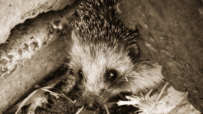 Hedgehog peeking from rocks