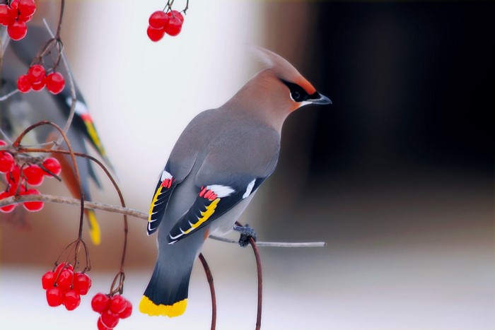 Bohemian Waxwing bird on a branch with red berries