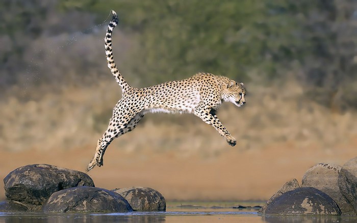 Cheetah leaping over rocks in water