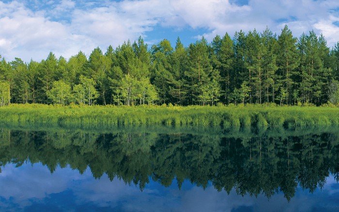 Forest reflected in a calm lake