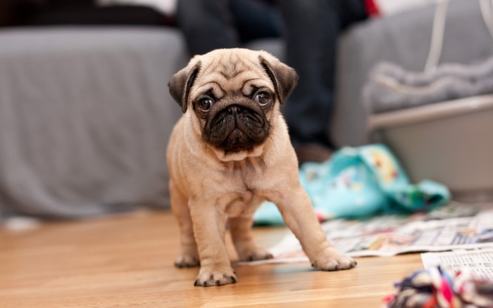 A Pug puppy stands on a wooden floor