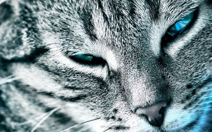Close-up of a tabby cat's face with blue eyes