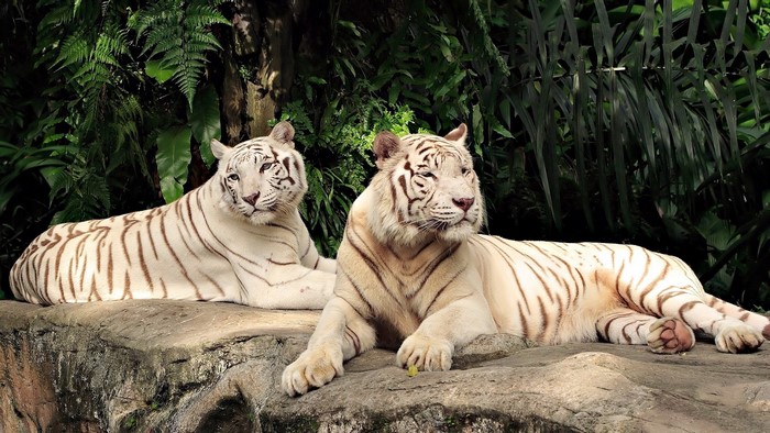 Two white tigers resting on a rock