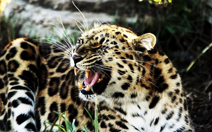 Leopard yawning with mouth open and teeth showing
