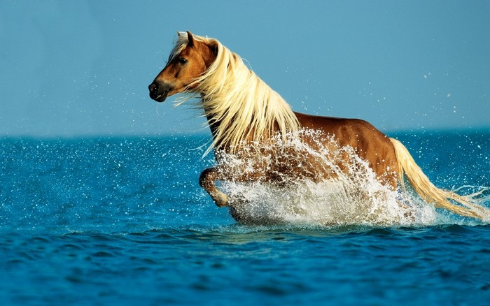 Brown horse with blonde mane running through water