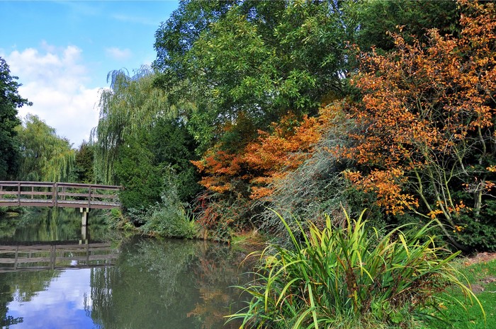 Wooden bridge over a river with autumn trees