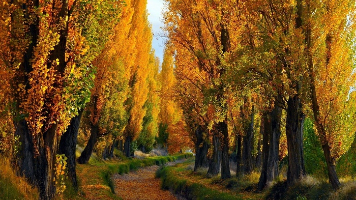 Autumn trees lining a winding path