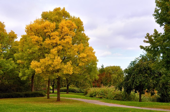 Park in Oud-Beijerland, Holland with Autumn Trees
