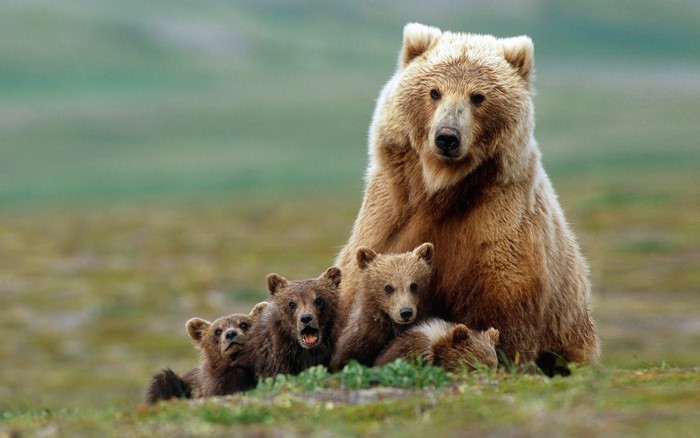 Mother Brown Bear with Four Cubs