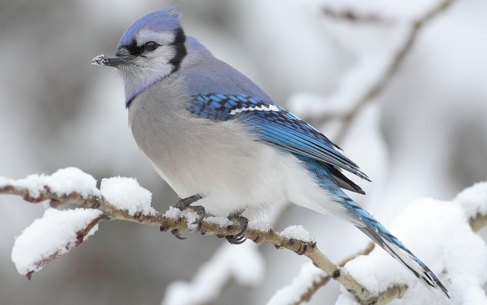 Blue Jay perched on a snow-covered branch
