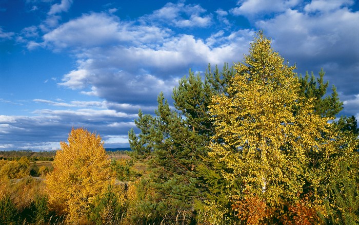 Autumn trees under a cloudy blue sky