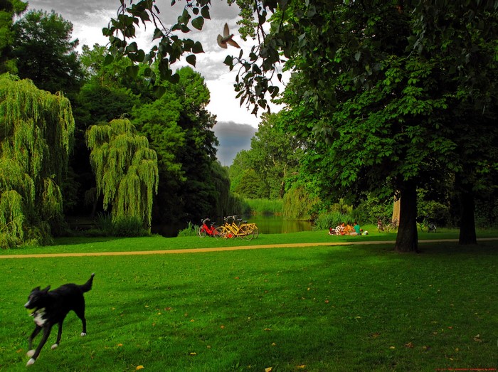 A dog runs in a park with people picnicking