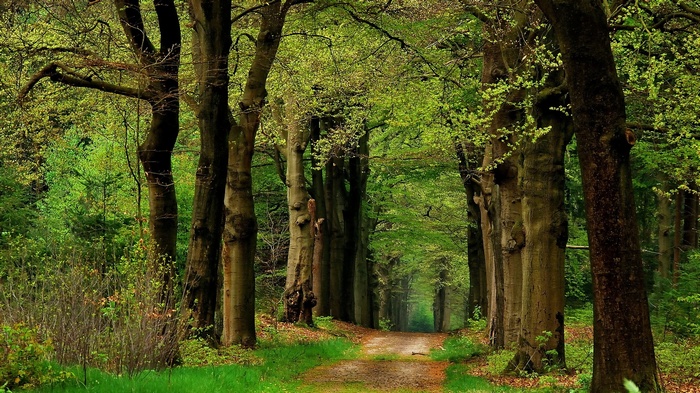 A dirt path winds through a forest with tall trees.