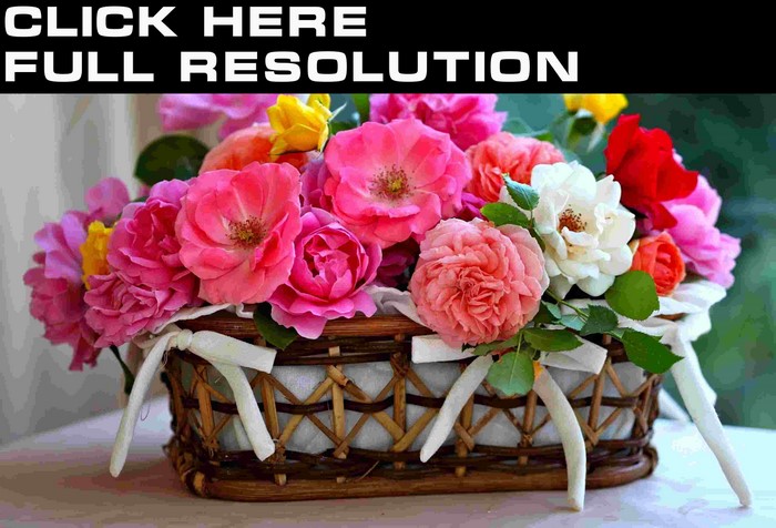 Basket of Roses