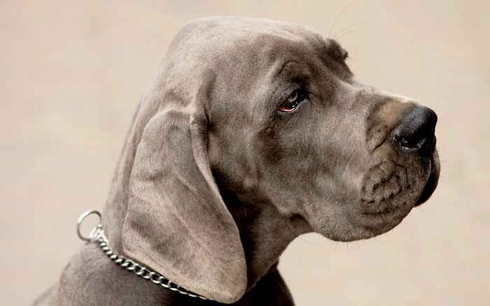 Close-up of a blue Great Dane dog wearing a chain collar