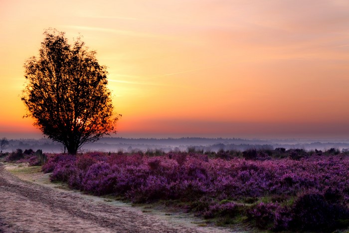 Tree in a field of heather at sunrise