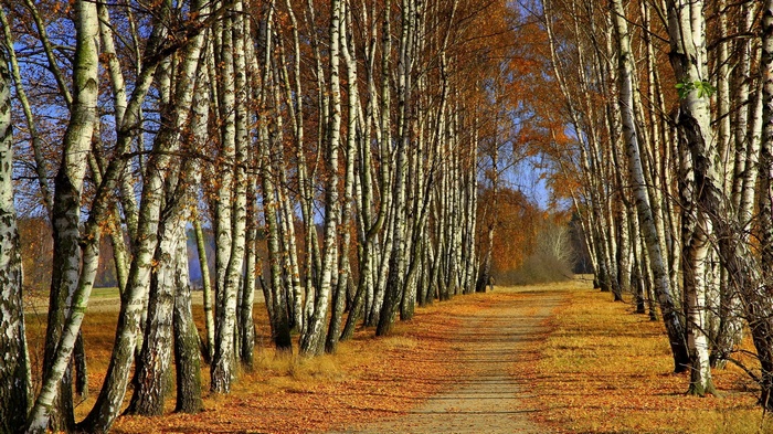 Autumn path lined with birch trees