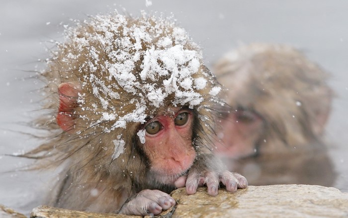 Snow monkey in hot spring