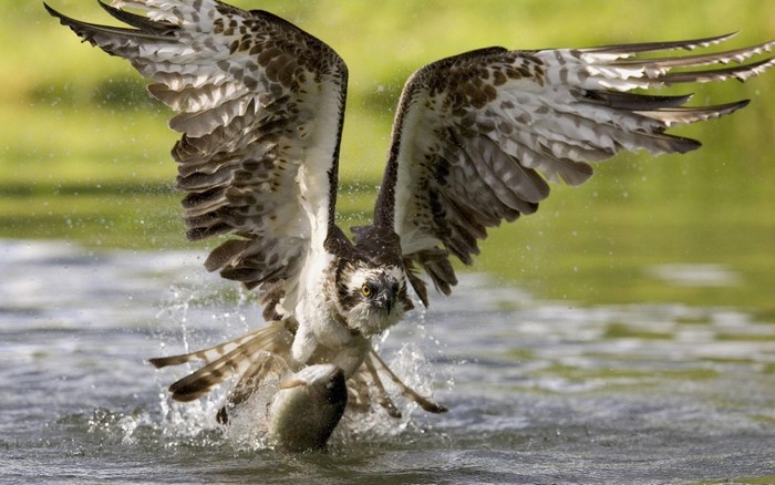 Osprey catches a fish in the water