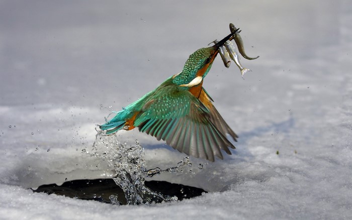 Kingfisher with multiple fish in its beak