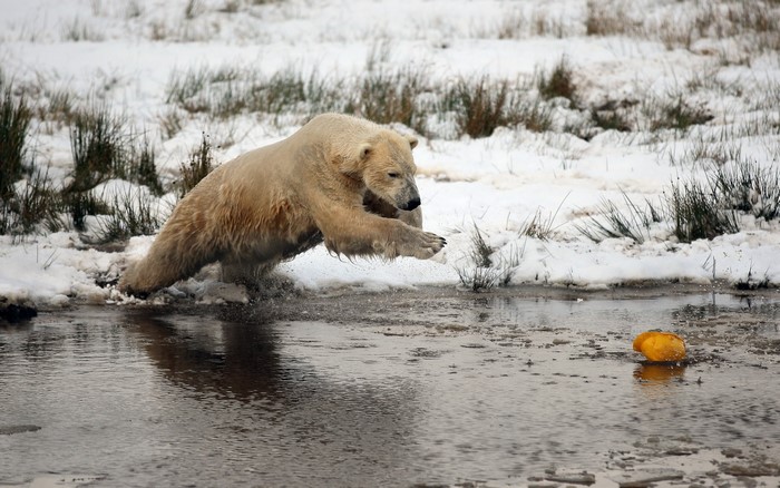 Polar bear jumping into water with snow