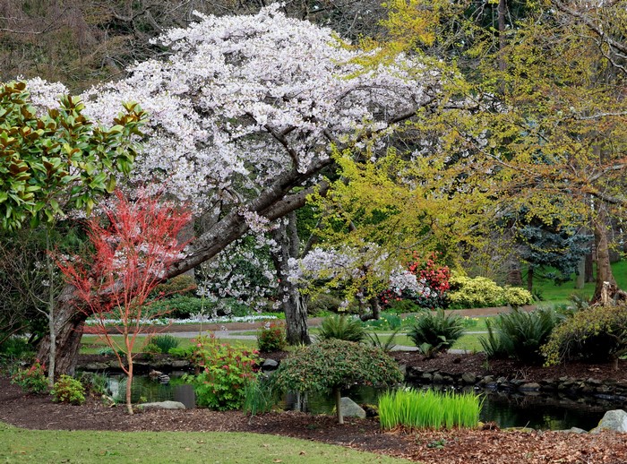 Park with blooming trees and a pond