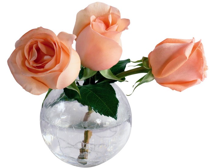 Three peach roses in a glass vase