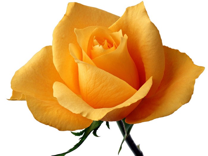 Close-up of a yellow rose