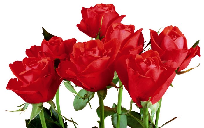 Bouquet of red roses
