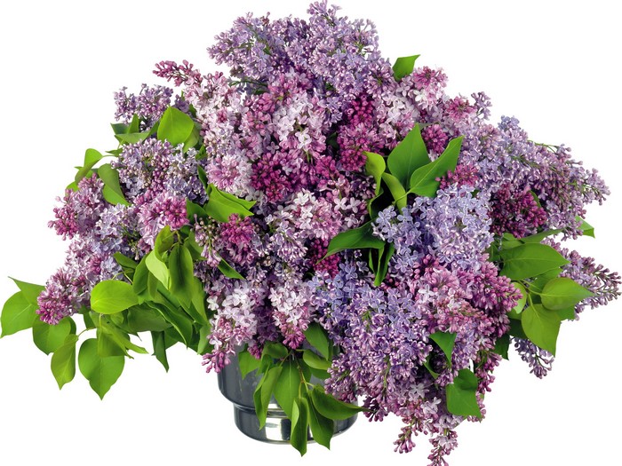 Bouquet of purple and pink lilacs in a vase