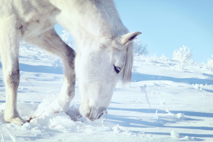 White horse in a snowy landscape
