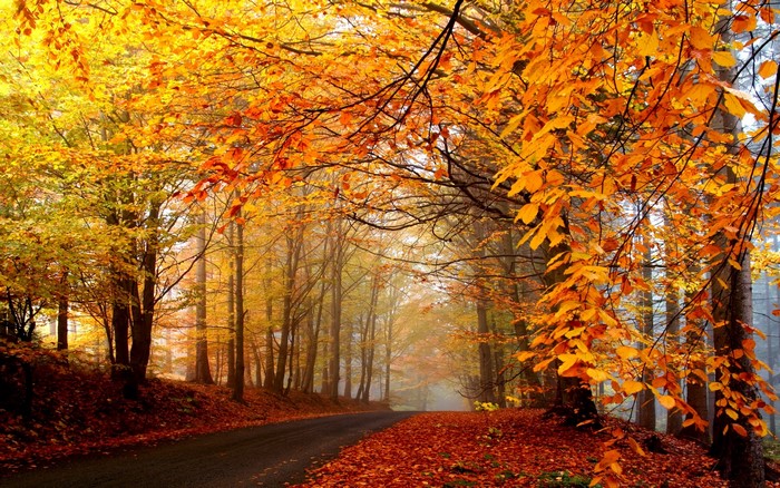 Autumn forest road with colorful leaves